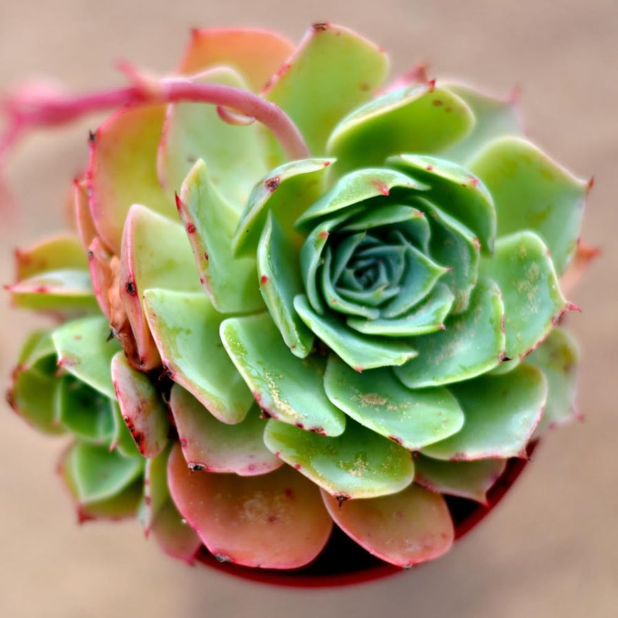 Aeonium Succulents Plant Live, Aeonium Plant in 4 Inc Pot (Yellow Green)