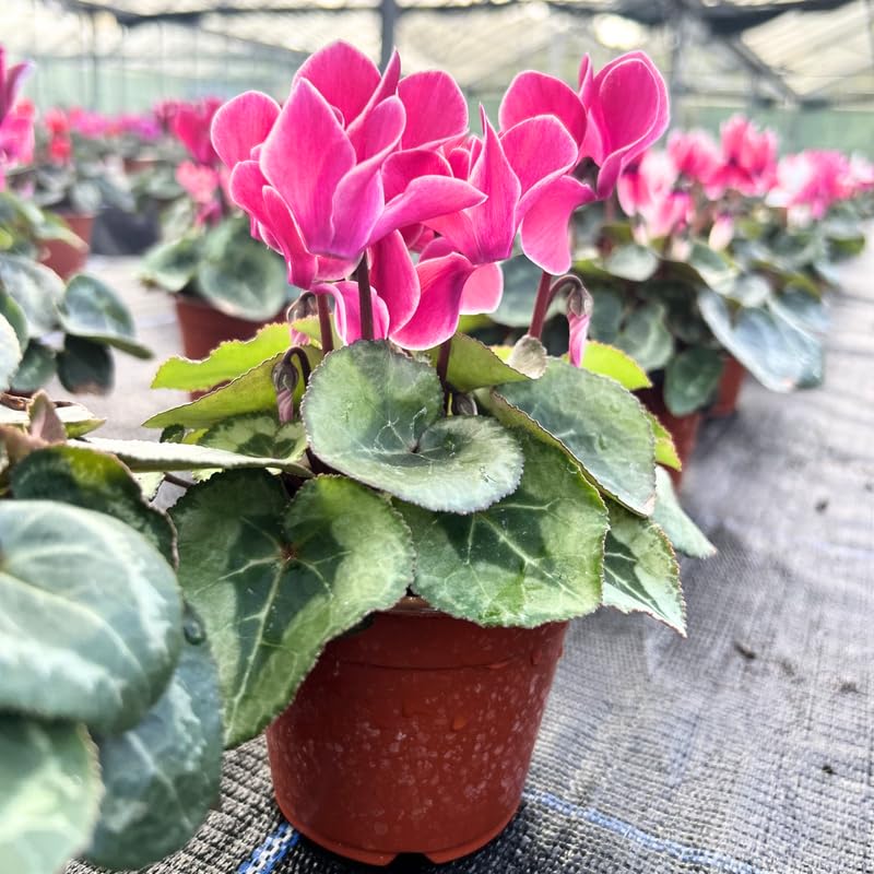 Pink Cyclamen Plant Live, Hardy Cyclamen Flowers, in 4 Inc Pot, Indoor Cyclamen Houseplant with Blooming Potted Flowers