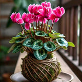 Cyclamen Live Plant in Pot, Hardy Cyclamen Plant Live Vibrant Blooms, in 4 Inc Pot, Indoor Flowering Houseplant for Year-Round Display