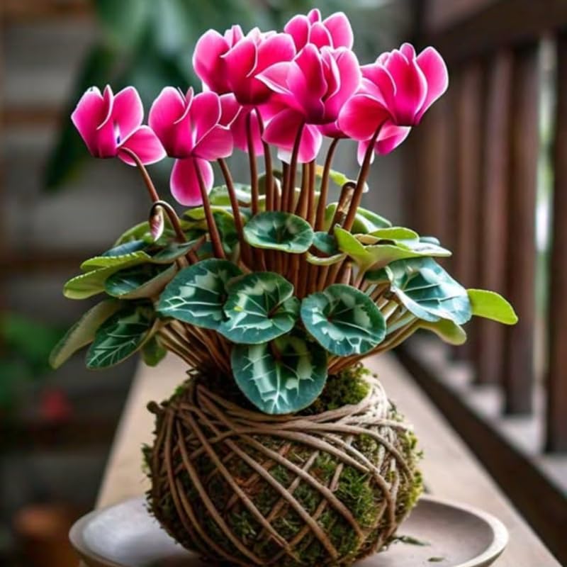 Cyclamen Live Plant in Pot, Hardy Cyclamen Plant Live Vibrant Blooms, in 4 Inc Pot, Indoor Flowering Houseplant for Year-Round Display