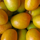 Julie Mango Tree Live Plant 2 Years Old, Sweet Mango Plant Live Ready to Plant, 1.5-2 Feet Tall, Edible Tropical Fruit for Zones 9-11 Outdoor Planting