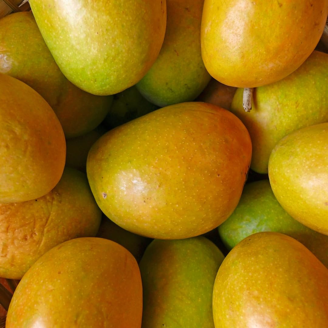 Julie Mango Tree Live Plant 2 Years Old, Sweet Mango Plant Live Ready to Plant, 1.5-2 Feet Tall, Edible Tropical Fruit for Zones 9-11 Outdoor Planting