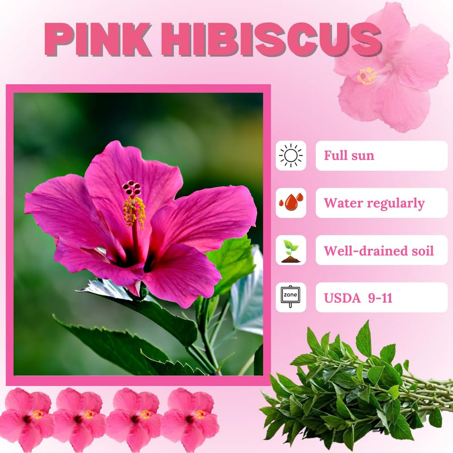 Pink Hibiscus Plant Live, Hardy Hibiscus Plants Live 5-7 Inches Tall, Vibrant Blooming Flower, Well-Rooted Plant for Home Garden Indoor Outdoor