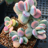 2 Rare Orbiculata Cotyledon Succulent Live Plants 2" Potted, Fast-Growing Trailing Succulent Rare House Plant for Home Office Decoration