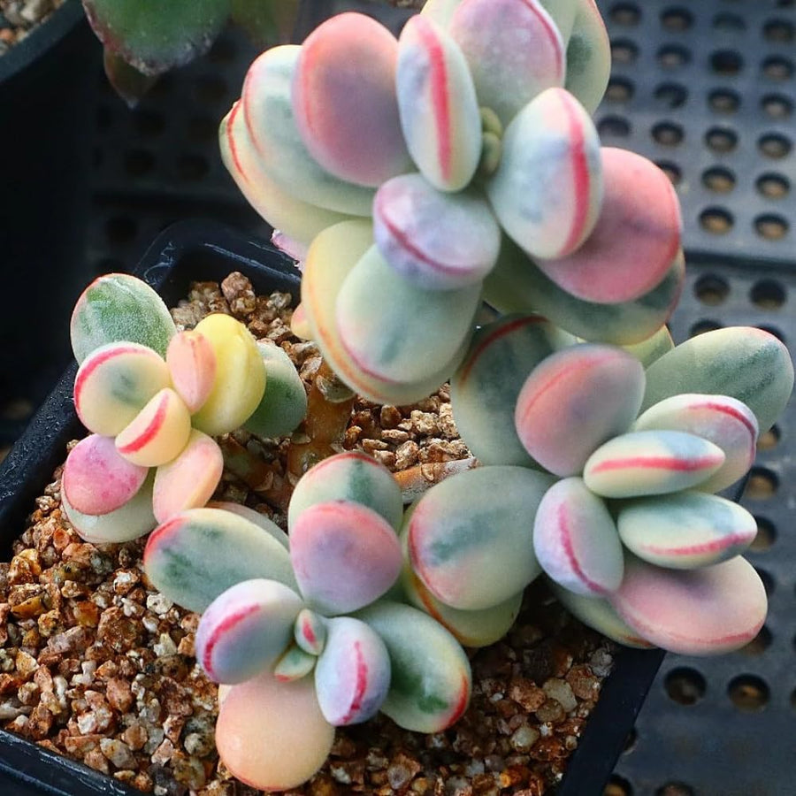 2 Rare Orbiculata Cotyledon Succulent Live Plants 2" Potted, Fast-Growing Trailing Succulent Rare House Plant for Home Office Decoration