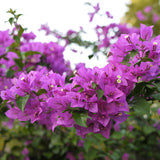 2 Purple Bougainvillea Plants Live, Perennial Bougainvillea Flowers Vine, Outdoor Garden Planting 5-9 Inches