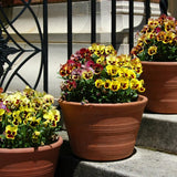 Mix Pansy Plants 4'' Pot, Set of 3 Pansy Starter 3-5 Inches, Hardy Cool-Season Annual Blooms, Outdoor Garden