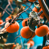 2 Cold Hardy Persimmon Trees Live Fruit Plants, 6-14" Tall Well-Rooted, American Persimmon Tree