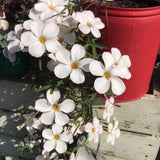 Oxalis Plant Live, Shamrock Spring Flower, 4 Inc Pot, Ornamental Oxalis Plant Live for Indoor Outdoor Garden, 4-8'' Tall (White)