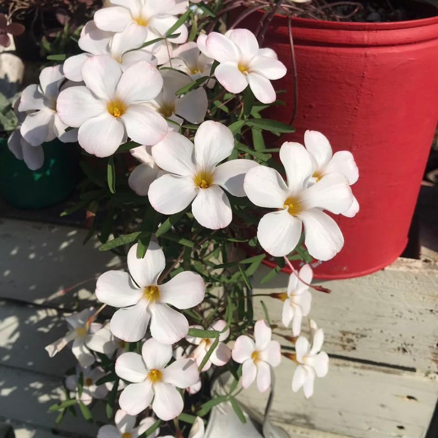 Oxalis Plant Live, Shamrock Spring Flower, 4 Inc Pot, Ornamental Oxalis Plant Live for Indoor Outdoor Garden, 4-8'' Tall (White)