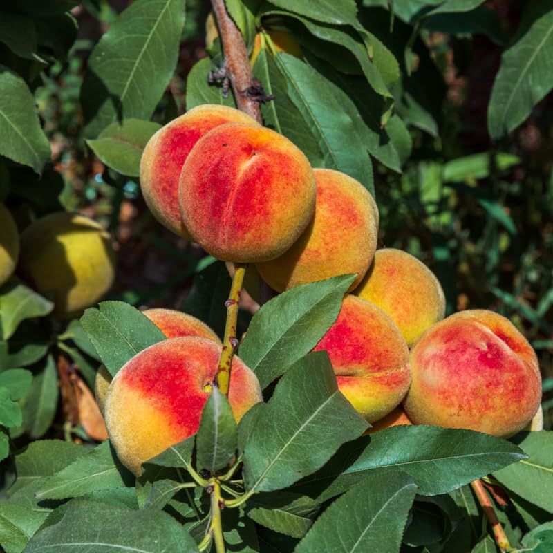 Cold-Hardy Peach Tree Live Plant Seedling, 6-10 Inches in Tall, Peach Tree for Planting, Zones 5-11, No CA