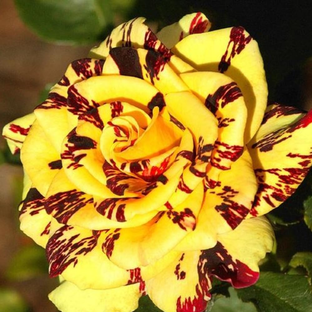 Stripe Rose Bush Live Plant - Rose Plant Live to Grow - Bareroot with Soil 7-10 Inch Tall - Fragrant Rose Flowers Hybrid Tea Rose