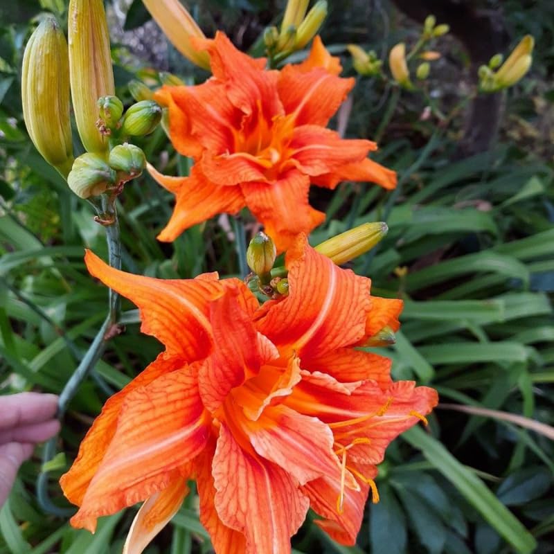 Pack 10 Daylily Bulbs for Planting Spring, Fast Blooming Hardy Perennial Lily Bare Roots for Outdoor Growing (Double Orange Day Lily)
