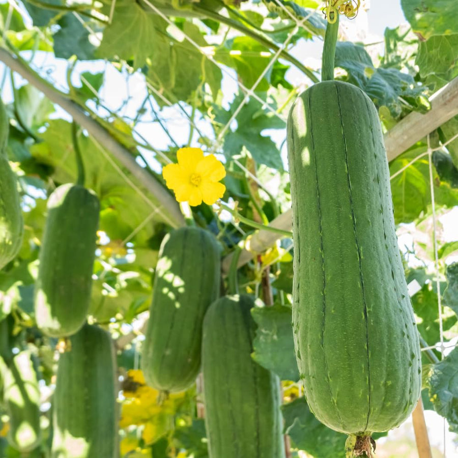 Loofah Live Plant, Luffa Plant, Climbing Vegetalble for Outdoor Garden, 4-6 Inches Tall in 4'' Pot