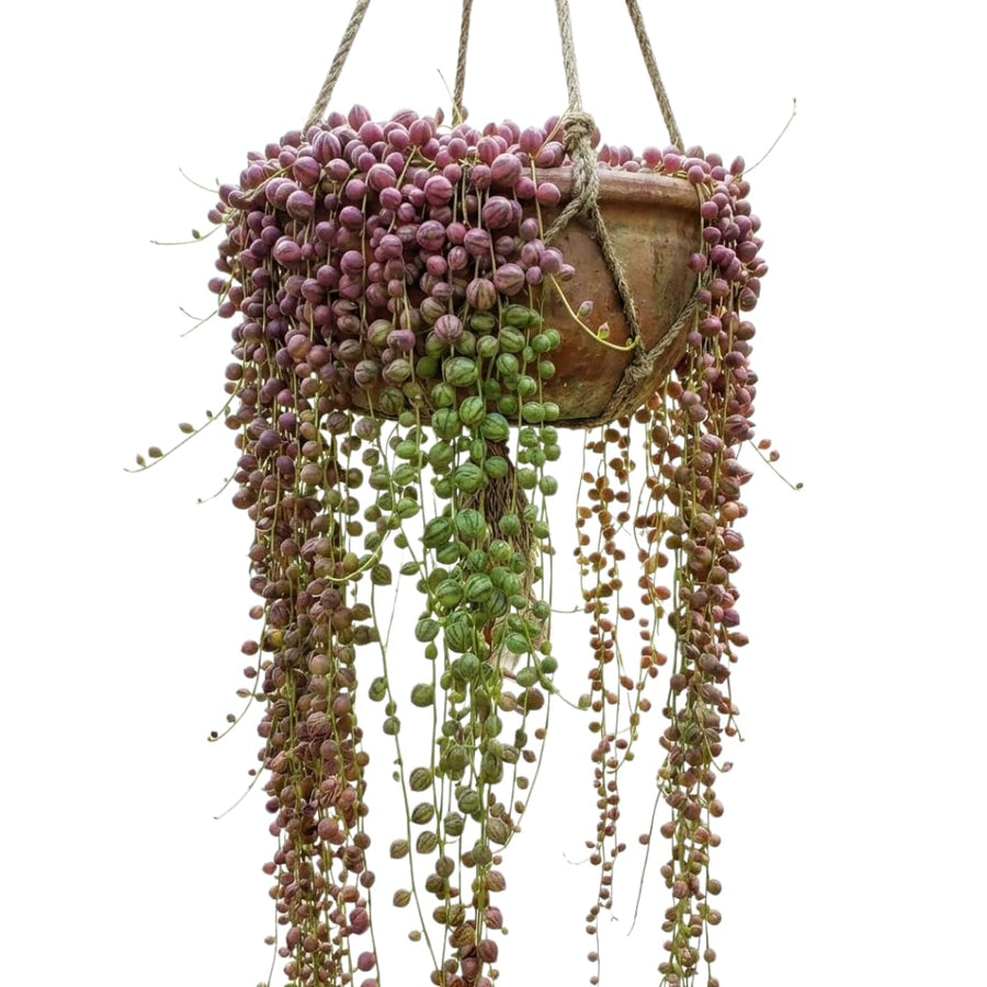 String of Watermelon Live Plants, Easy Indoor Trailing Succulent in 2.5" Pot, Hanging Succulent Houseplant Indoor Outdoor Planting