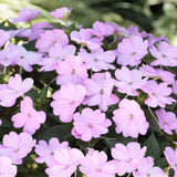 Light Purple Impatiens Live Plant in 4-Inch Pot, Impatiens Plant 3-5 Inch Tall, Flowering Annual for Gardens and Containers