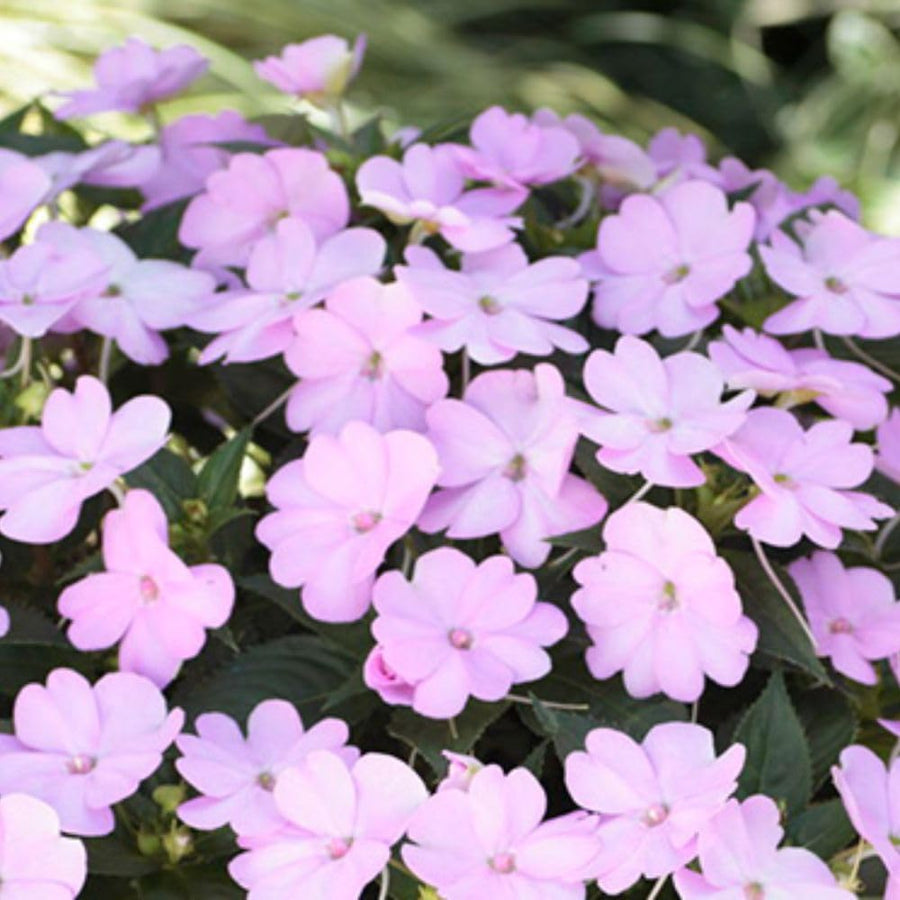 Light Purple Impatiens Live Plant in 4-Inch Pot, Impatiens Plant 3-5 Inch Tall, Flowering Annual for Gardens and Containers