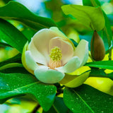 Sweetbay Magnolia Tree Live Plant in 2.5 Inches Pot, Dormant in Winter, 6-12 Inches in Tall, Ornamental Spring Flowering Tree, Outdoor