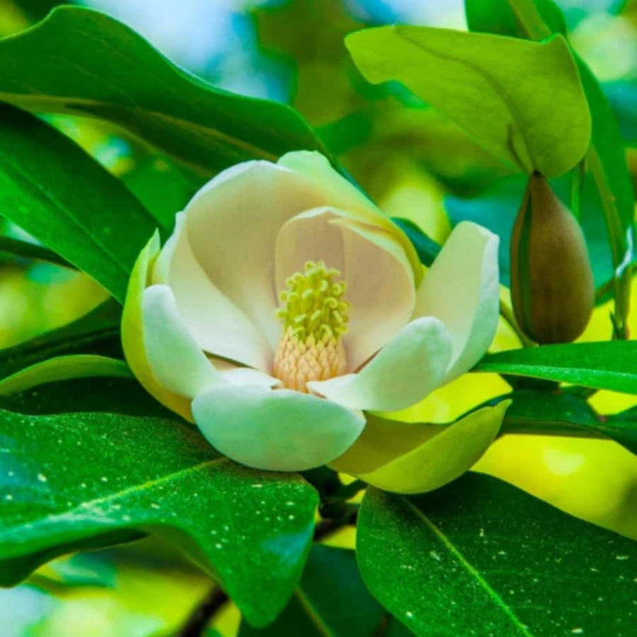 Sweetbay Magnolia Tree Live Plant in 2.5 Inches Pot, Dormant in Winter, 6-12 Inches in Tall, Ornamental Spring Flowering Tree, Outdoor