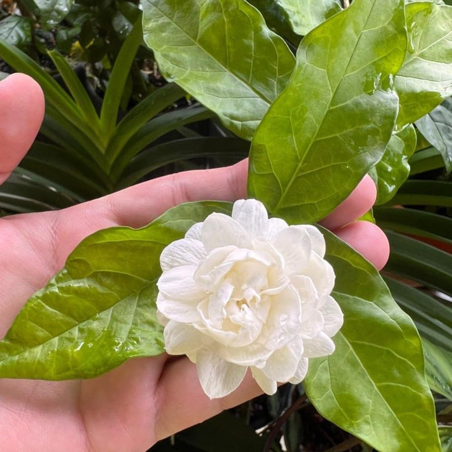Live Duke Jasmine Plant, Well Rooted Jasmine Vine in Gallon Pot, Extremely Fragrant, Hardy, Indoor Outdoor Planting