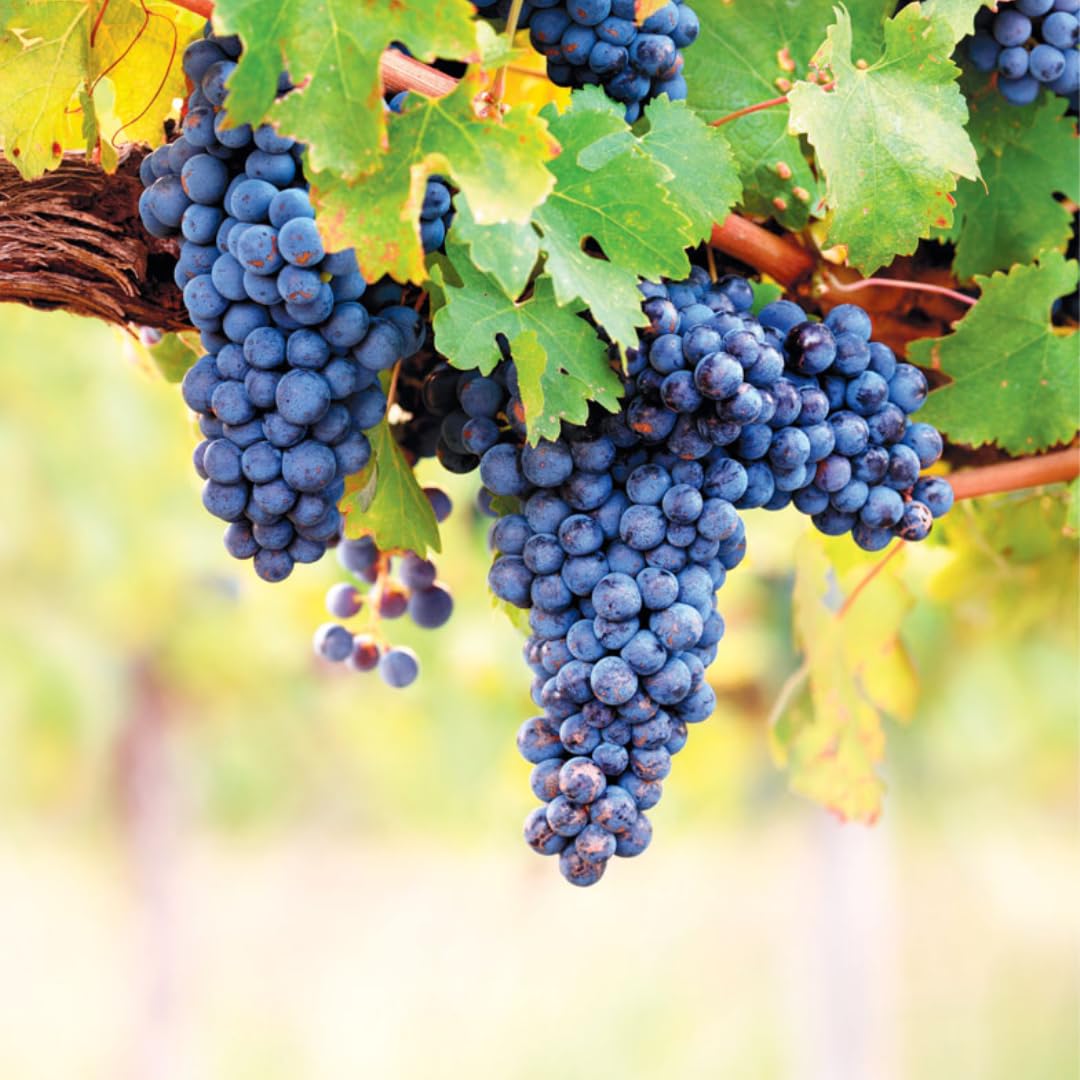 Blue Black Seedless Grape Vines Trees Live Plants, Well-Rooted 1 to 2 Years Old, Grapes Plant Live for Outdoor Planting, Zones 3-9