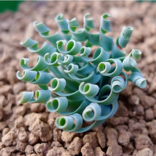 Albuca Bulb, Rare Spiral Leaf Succulent, Not Plant Live, Curly Grass Easy Care Indoor Plant, 1 Count