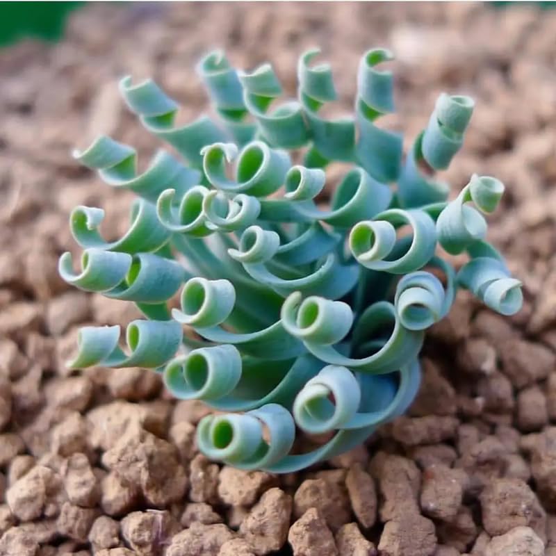 Albuca Plant Live Bare Root Succulent Live Plant, Rare Curly Leaf, Easy Care Indoor Plant for Collectors