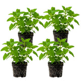 Pack of 4 Catnip Plants Live, Catnip Live Plants, 4-6 Inc Tall, Fragrant Herb Plant for Indoor Outdoor Containers and Herb Gardens