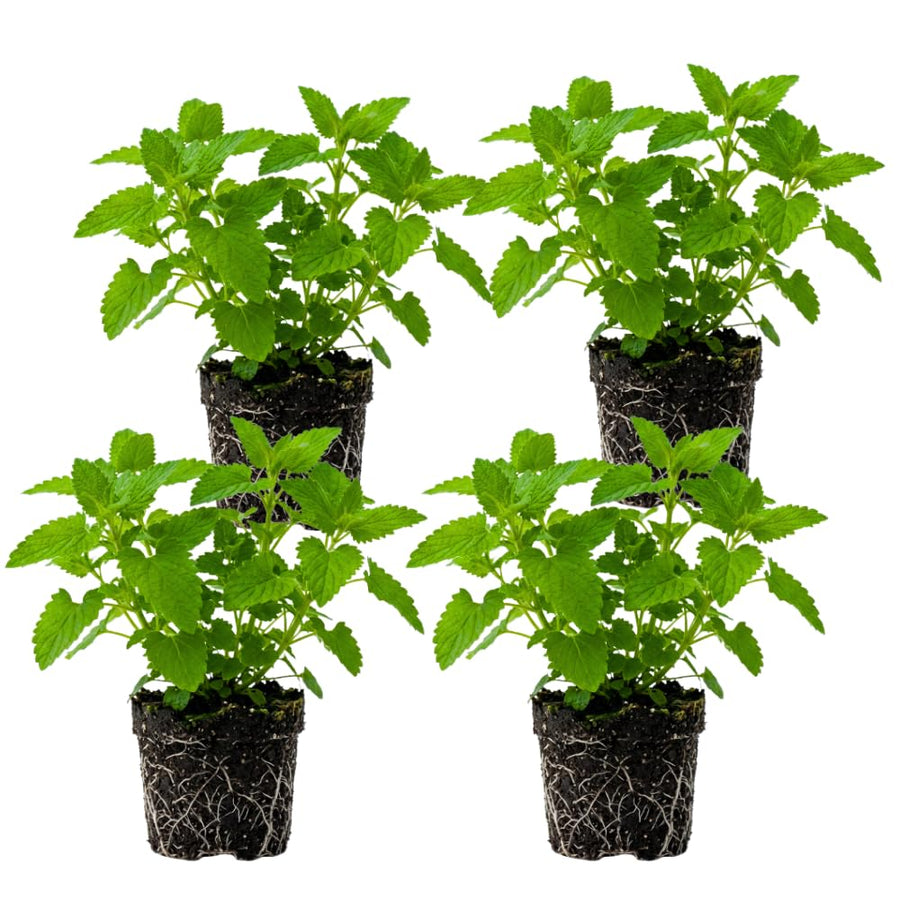 Pack of 4 Catnip Plants Live, Catnip Live Plants, 4-6 Inc Tall, Fragrant Herb Plant for Indoor Outdoor Containers and Herb Gardens