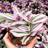 Wandering Jew Live Plant, Pink Tradescantia Nanouk Succulent Plant Live for Growing Hanging Basket Plant, 4 Inc Pot