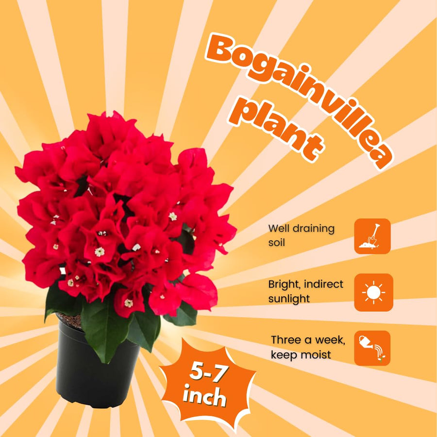Red Bougainvillea Tree Live Plant, 1 Year Old Ready to Plant Outdoor, Very Hardy