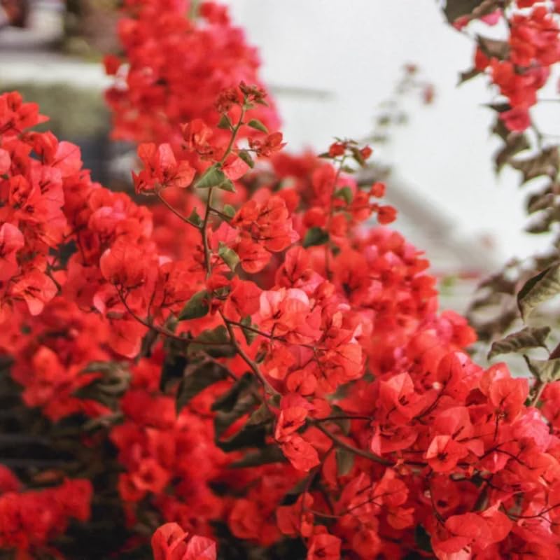 Bougainvillea Live Plant, Bougainvillea Flowering Vine Well Rooted 4-8 Inch Tall