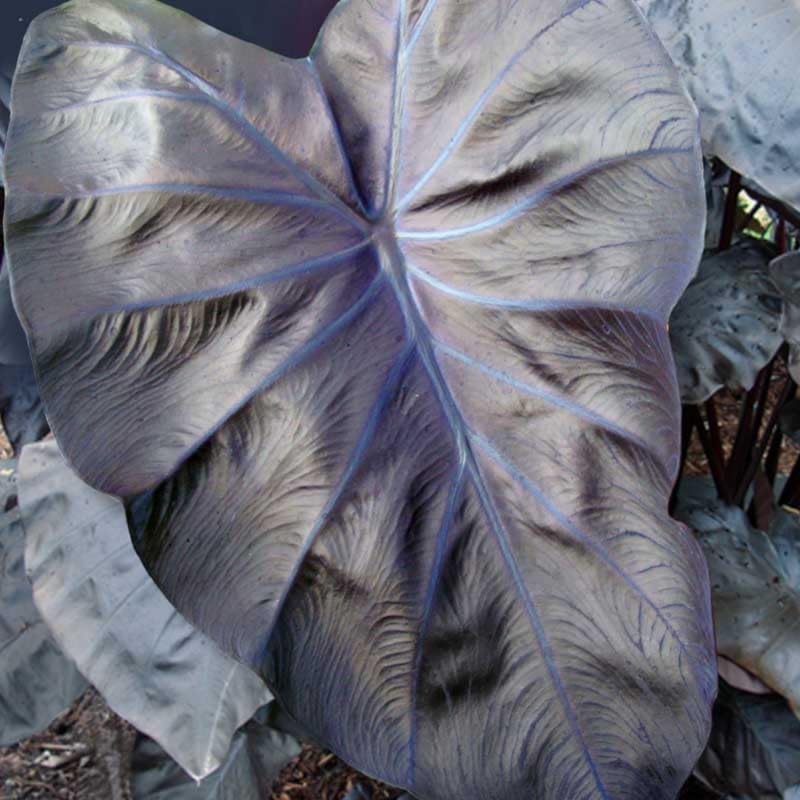 Alocasia Plant Live, Rare Elephant Ear Plant Indoor in 4 Inch Pot, Tropical Foliage, Compact Houseplant for Office, Room and Home Décor - Black