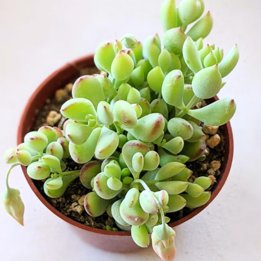 Trailing Cotyledon Pendens Succulent Plant, Live Cliff Cotyledon Plant in 4 Inch Pot, Easy-Care Hanging Houseplant