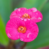 Crown of Thorns Plant, Euphorbia Milii Plant Live, Crown of Thorns Cactus Plant 4 to 7 Inches Height No Pot, Live Cactus Plant Indoor (Pink)