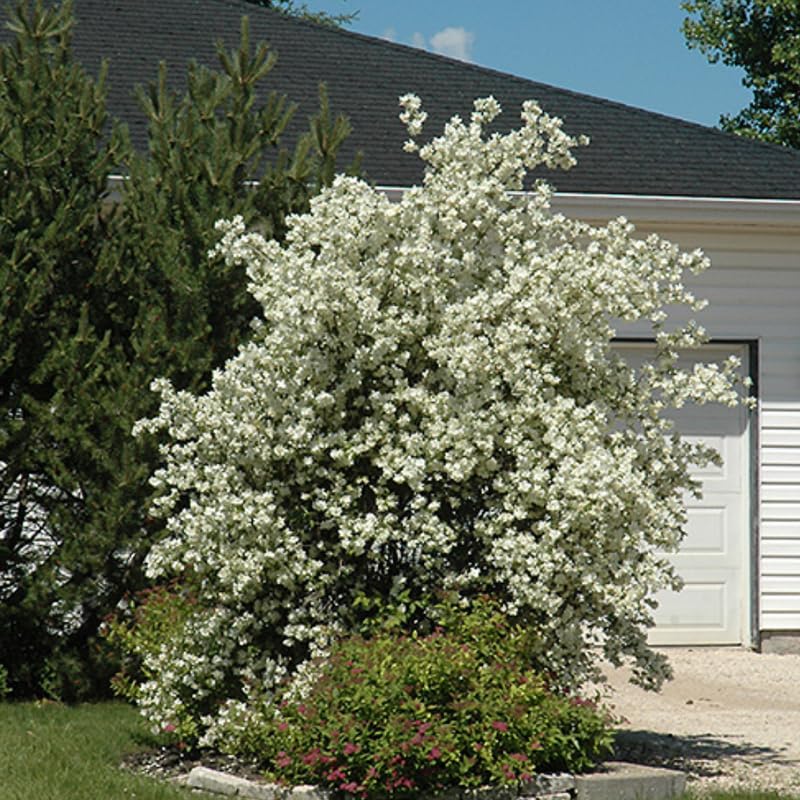 White Mock Orange Trees Live Plants Bush Climbing, Fragrant Philadelphus in Half Gallon Pot, 6 to 12 Inc Tall, No CA