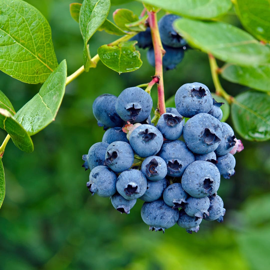 Live Emerald Blueberry Plant, Sweet Blueberry Bush, 4 Inch Pot, Ready for Planting