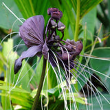 2 Black Tacca Plants Live in 2 Inch Pot - Black Bat Flower Houseplant Great for Indoor and Outdoor Gardening - Easy to Care