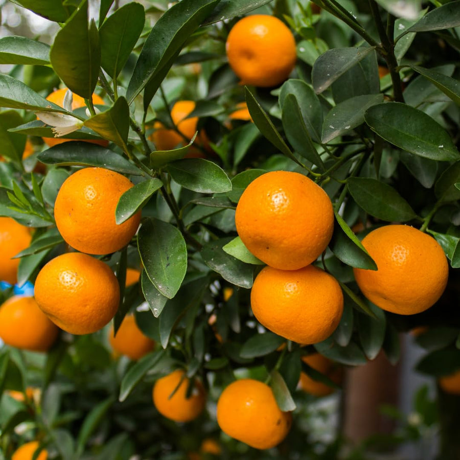 Live Tangerine Tree Plant, Sweet Tangerine Fruit Tree, Citrus Tree, 3 Feet Tall, Ready for Growing