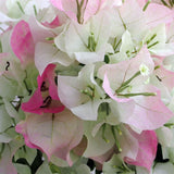 White Pink Bougainvillea Tree Live Plant, 1 Year Old Ready to Plant Outdoor, Very Hardy