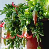 Cotyledon Pendens Live Plant, Rare Trailing Succulent in 2" Pot, Hanging Succulent for Indoor Outdoor Planters