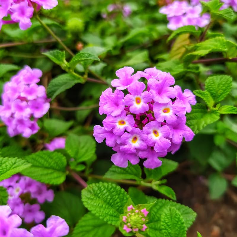 2 Lantana Plants Live, Perennial Live Flowering Lantana, Container Growing 4-9 Inch Tall - Purple