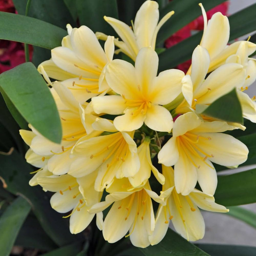 Yellow Clivia Plant Live, Clivia Flower Plant, 6-8 Inches Tall in 6 Inches Pot, Bush Lily Plant for Outdoor Garden