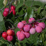 Pack 4 American Plum Trees Live Plants for Planting, 6-12 Inch Plum Bareroots, Cold Hardy Plum Plants Live Ready to Grow Your Garden