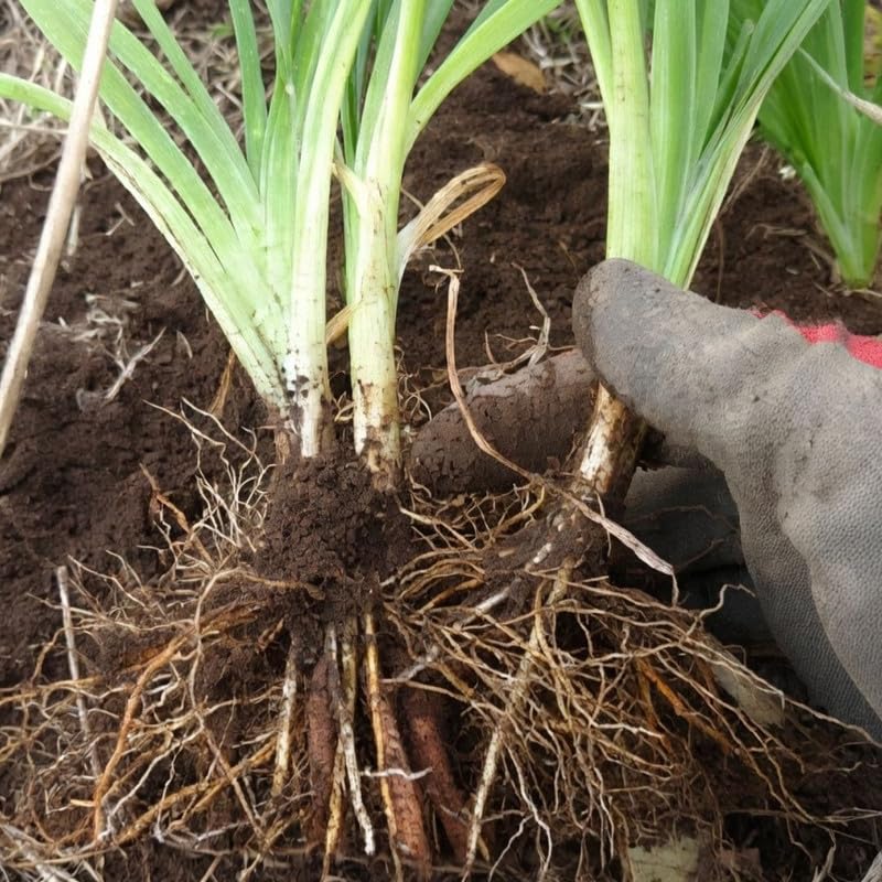 Set 2 Yellow Daylily Live Starter Plant, 4-6" Tall, Daylilies Plant, Hardy Flowering Plant for Yard, Garden and Landscaping, Bareroot