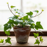 Green English Ivy Live Plant, Hardy Ivy Plants in 4 Inch Pot, Outdoor Indoor Garden