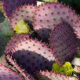 Live Purple Prickly Pear Cactus Plant, Cold Hardy Prickly Pear Succulent, 6-8 Inches Tall, for Outdoor or Container Growing