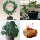 2.5"-3" Already Sprouts Stephania Cephalantha Plant Bulb, Medium Size Caudex, Rare Succulent with No Hair Roots, Home Decor, Houseplant, Cold Hardy