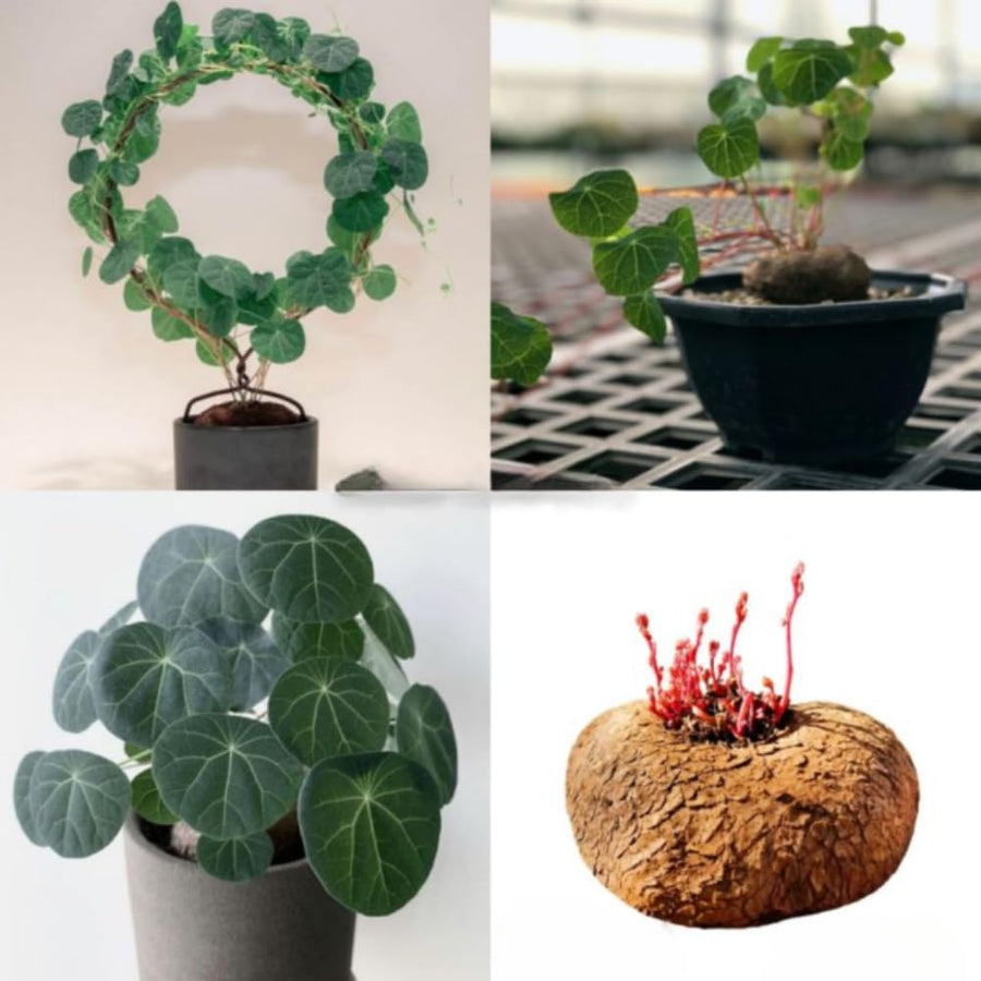 2.5"-3" Already Sprouts Stephania Cephalantha Plant Bulb, Medium Size Caudex, Rare Succulent with No Hair Roots, Home Decor, Houseplant, Cold Hardy