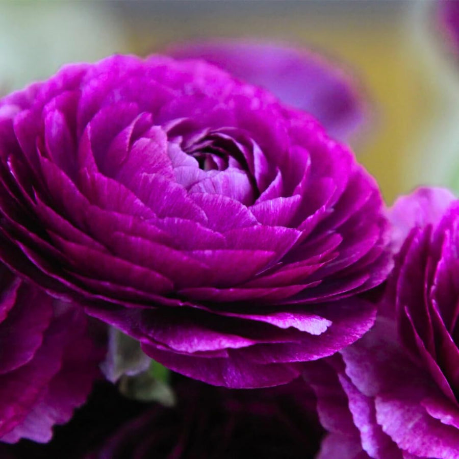Ranunculus Bulbs, 25 Ranunculus Bulbs, French Peony Style Buttercup Corms, Spring Blooming Garden Flowers, Vibrant Flower Plant (Purple Ranunculus)